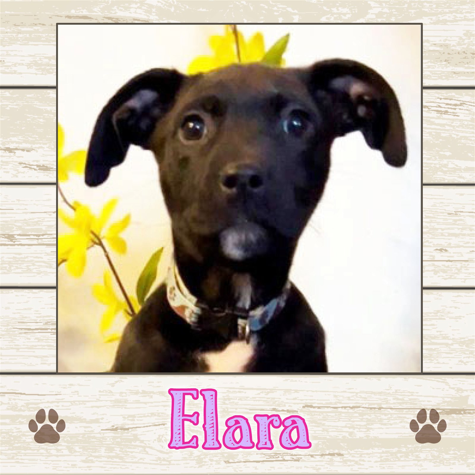 adoptable Dog in Limerick, ME named Elara