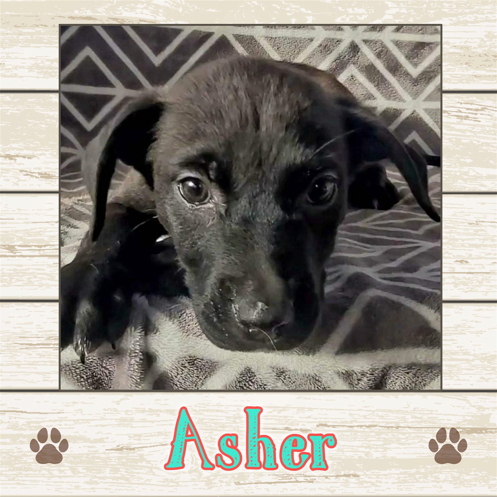 adoptable Dog in Limerick, ME named Asher