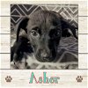 adoptable Dog in , ME named Asher
