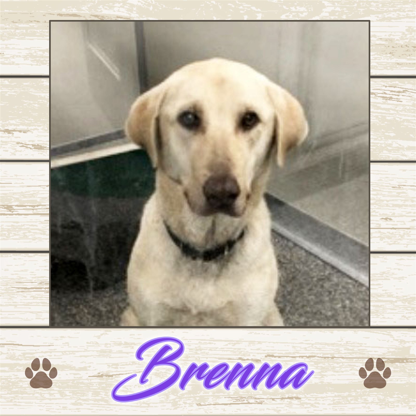adoptable Dog in Limerick, ME named Brenna