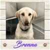 adoptable Dog in , ME named Brenna