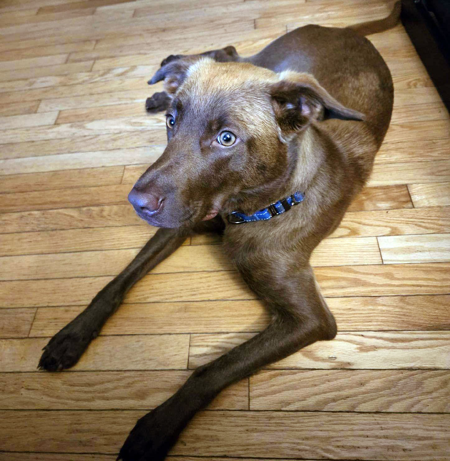 Dog for Adoption Beau Hickory, a Labrador Retriever in South Berwick