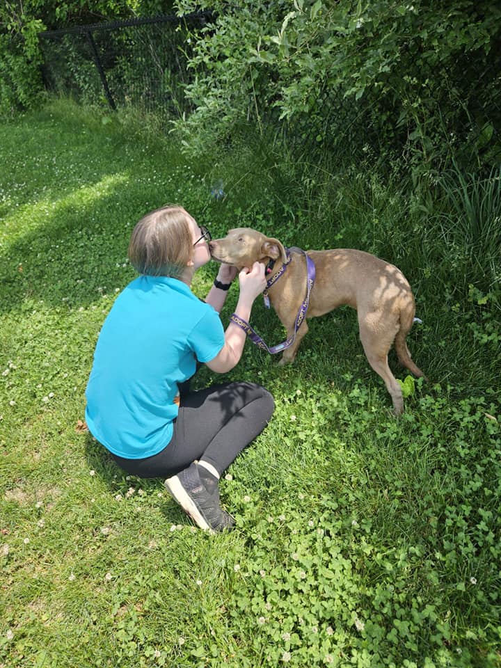 Dog for Adoption Caylee, a Labrador Retriever in Raymond, ME Alpha Paw