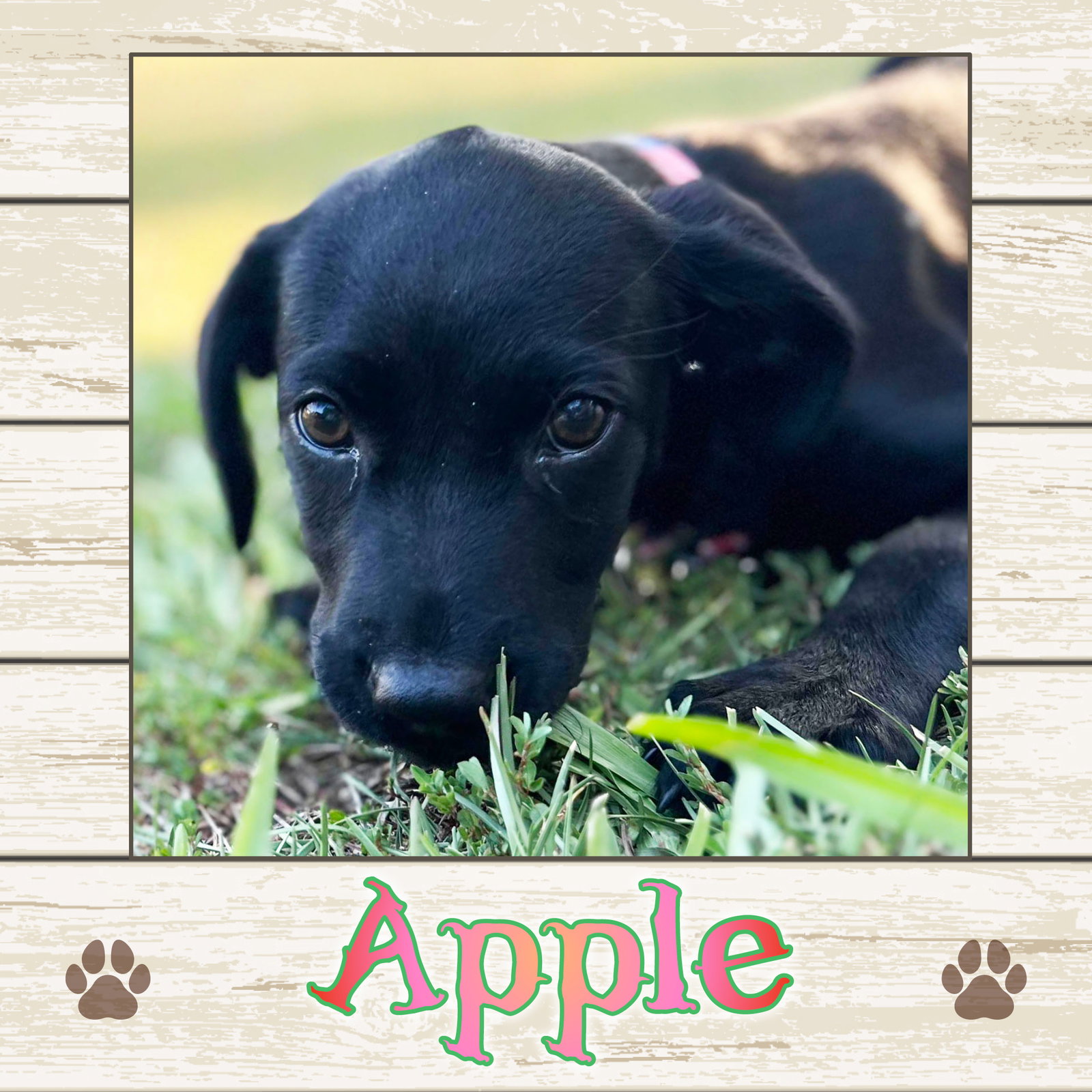 Dog for Adoption Apple, a Labrador Retriever in Dayton, ME Alpha Paw