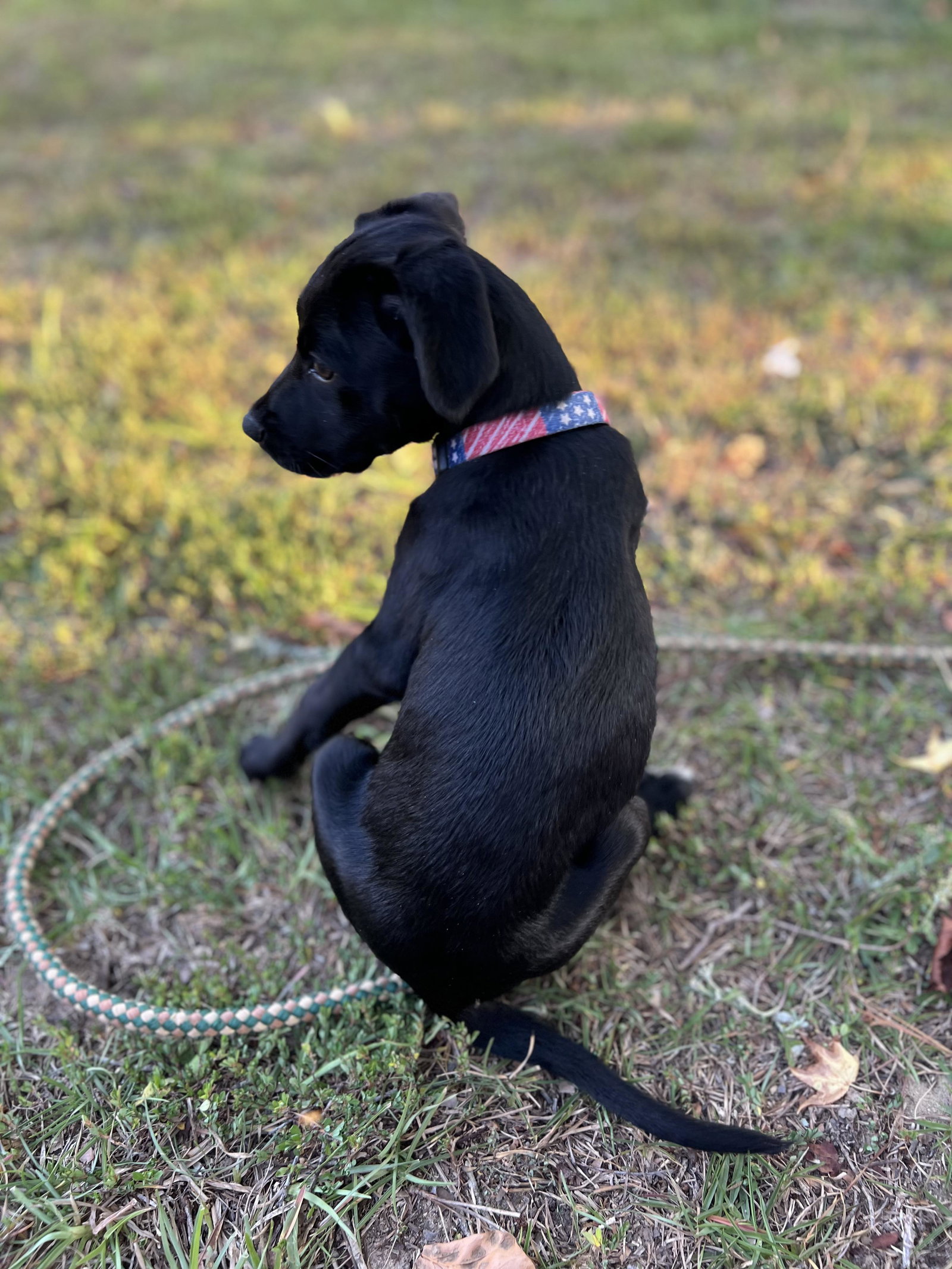 Dog for Adoption Apple, a Labrador Retriever in Shapleigh, ME Alpha Paw