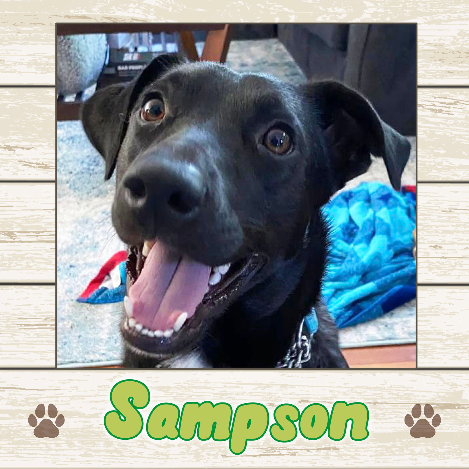 Dog for Adoption Sampson, a Labrador Retriever in Acton, ME Alpha Paw