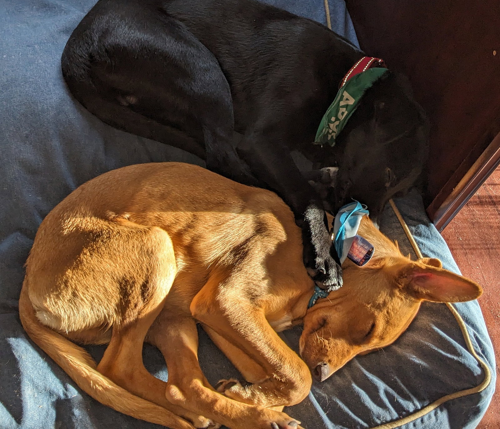 Dog for Adoption Archer, a Labrador Retriever in South Portland, ME Alpha Paw