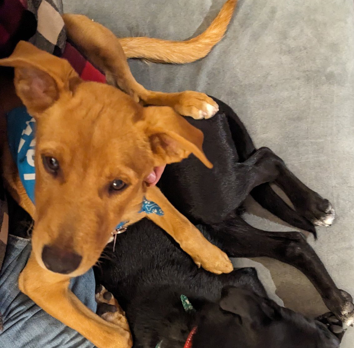 Dog for Adoption Archer, a Labrador Retriever in South Portland, ME Alpha Paw