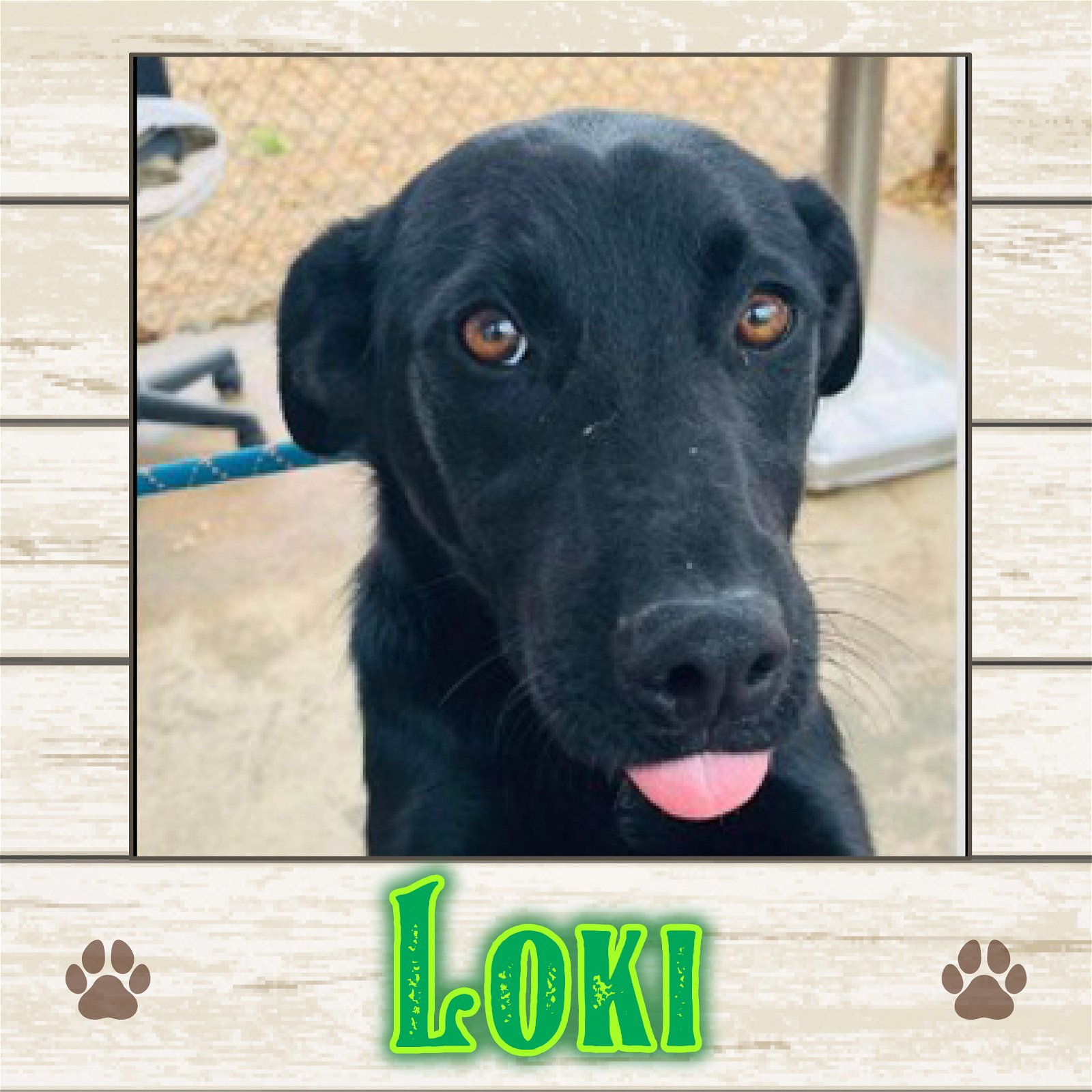 adoptable Dog in Limerick, ME named Loki