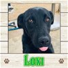 adoptable Dog in , ME named Loki
