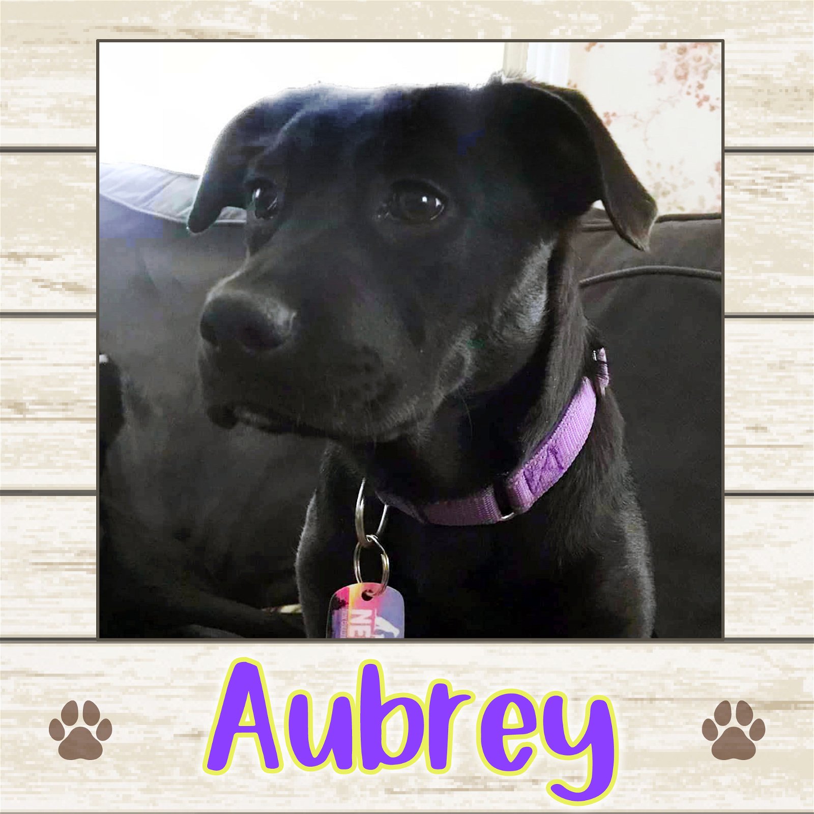 adoptable Dog in Limerick, ME named Aubrey