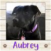 adoptable Dog in  named Aubrey