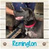 adoptable Dog in  named Remington