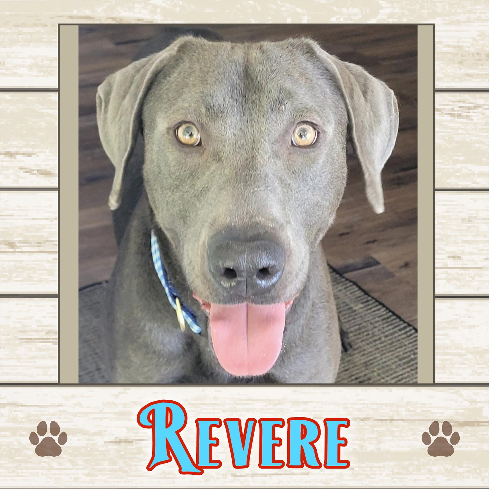 adoptable Dog in Limerick, ME named Revere