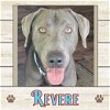 adoptable Dog in , ME named Revere