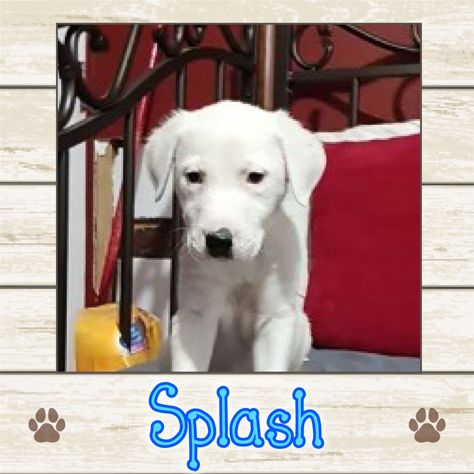 adoptable Dog in Limerick, ME named Splash