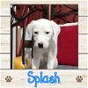 adoptable Dog in , ME named Splash