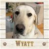 adoptable Dog in  named Wyatt