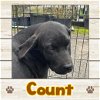adoptable Dog in  named Count