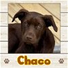 adoptable Dog in  named Chaco