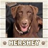 adoptable Dog in  named Hershey