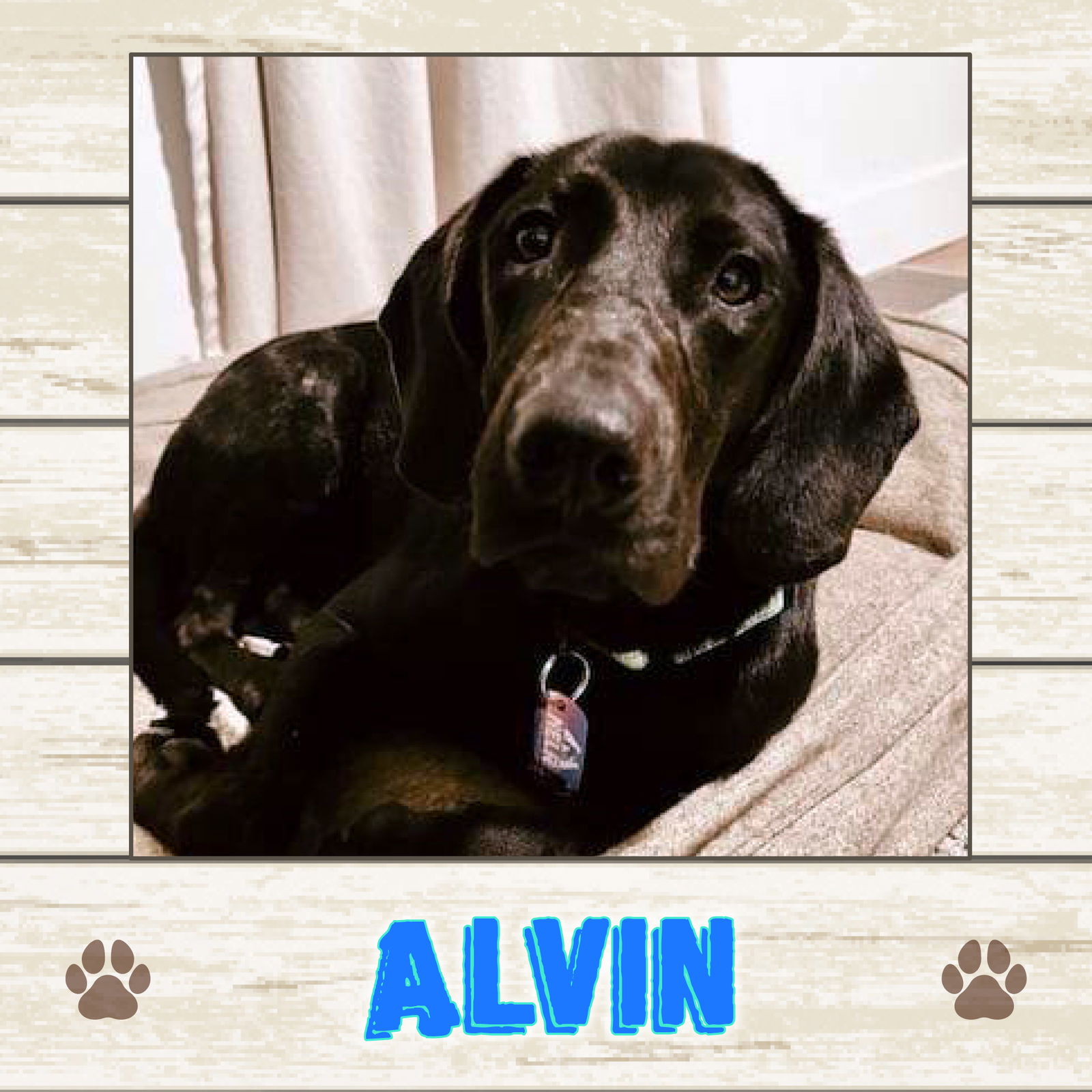 Dog for Adoption - Alvin, a Labrador Retriever in South Sanford, ME ...