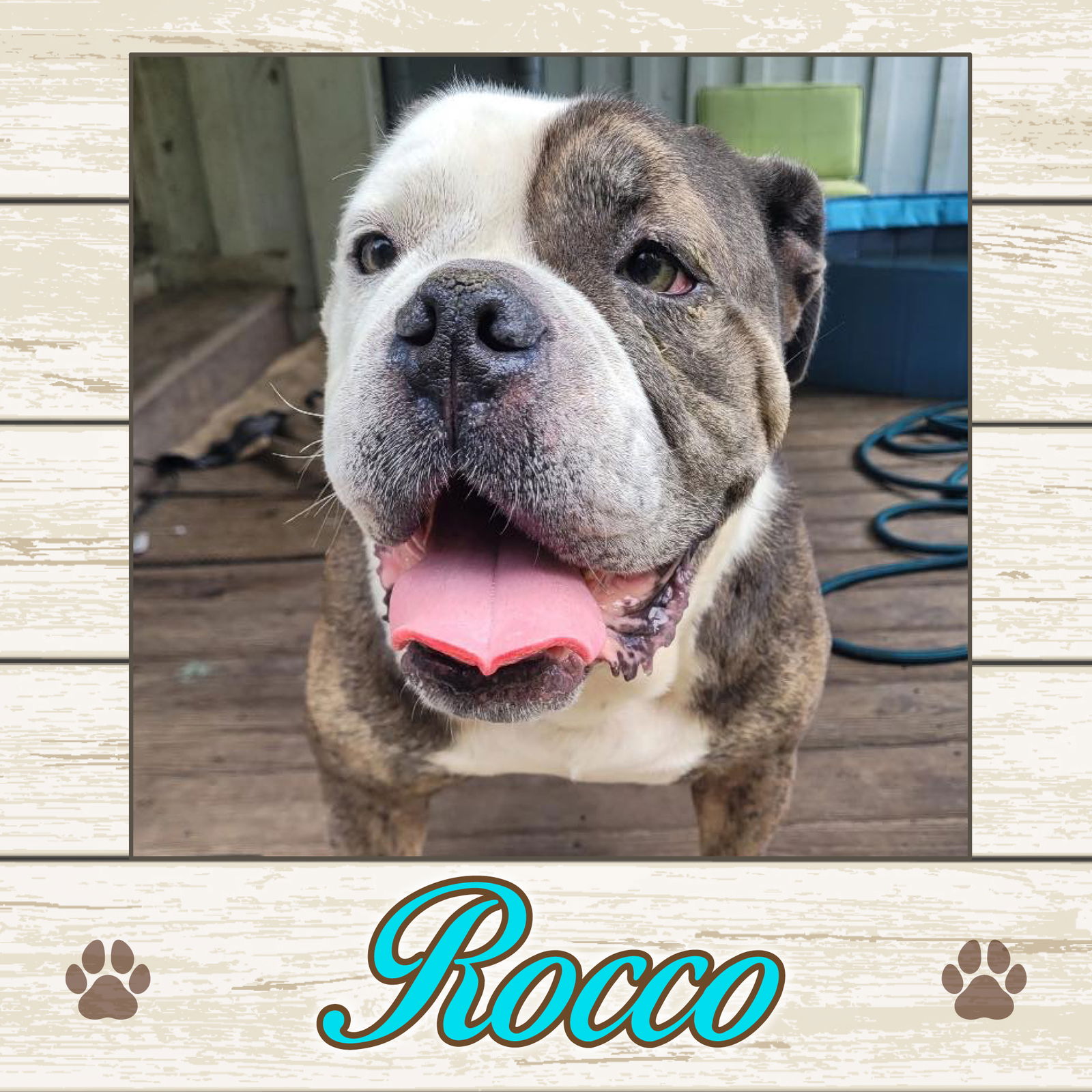 adoptable Dog in Limerick, ME named Rocco