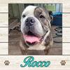 adoptable Dog in  named Rocco