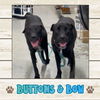 adoptable Dog in , ME named Buttons & Bow