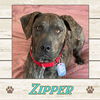 adoptable Dog in  named Zipper