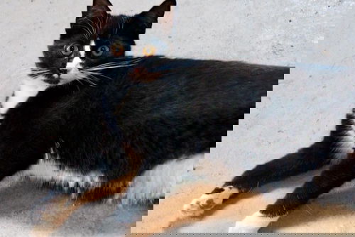 Oreo