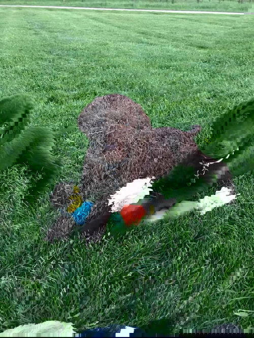 Rex