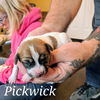 Pickwick (now Rascal)