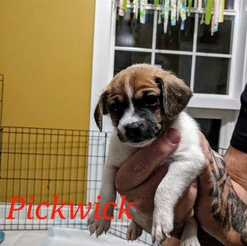 Pickwick (now Rascal)