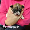 Prudence (now Aria)