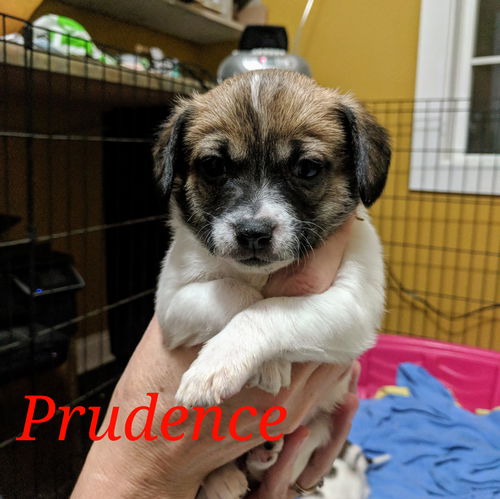 Prudence (now Aria)