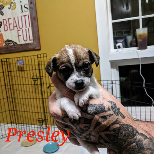 Presley (now Roscoe)