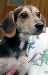 Lilly