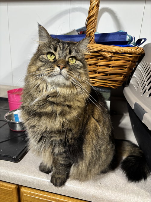 Sammi