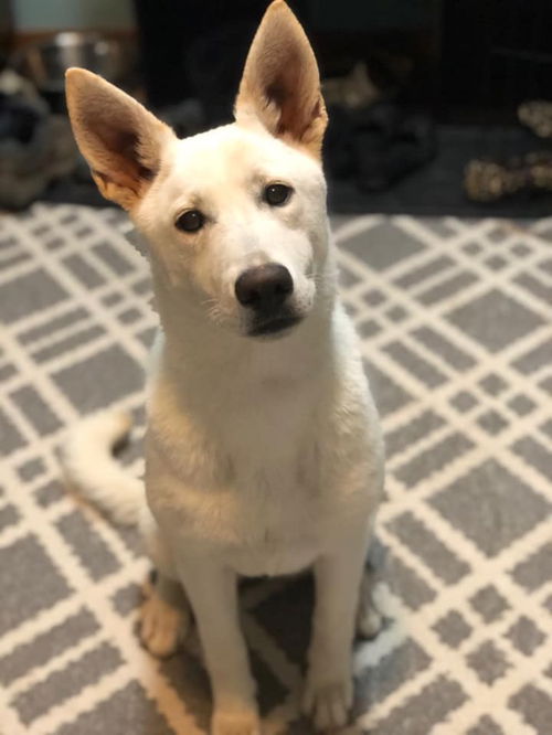 Roxie