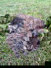 The Encanto Litter
