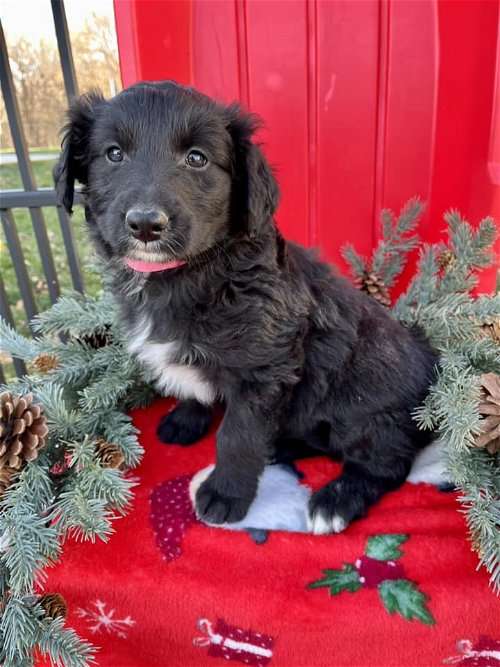 Patty(now Patsy)- Charlie Brown's Christmas Litter