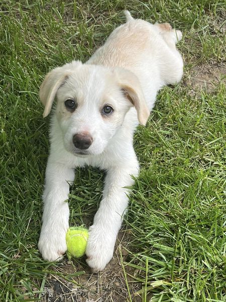 Peach (The Super Mario Bros Litter)