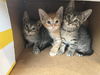 Batman(SULLY) (DC & The SuperHero Litter)