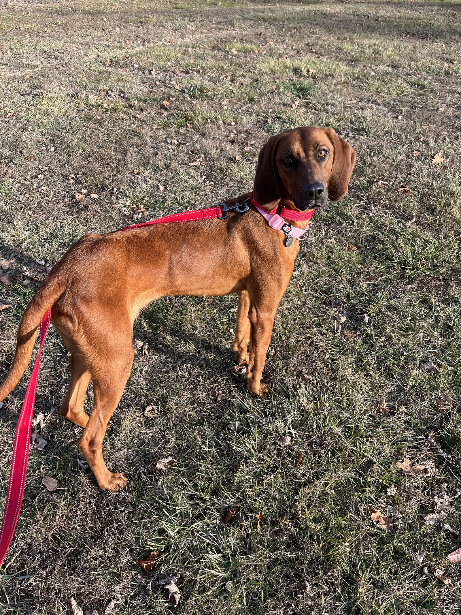 Redbone coonhound rescue near clearance me