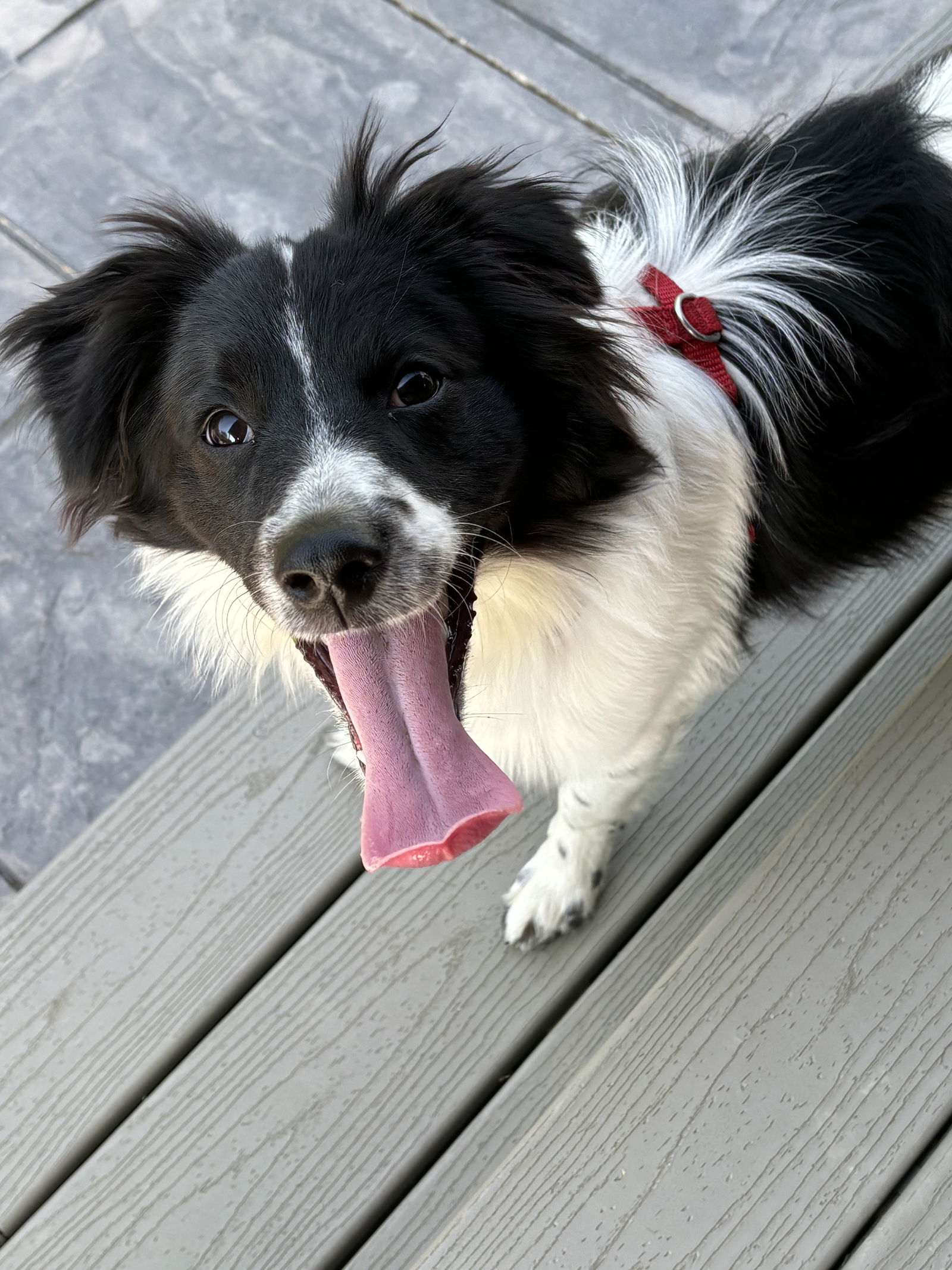 adoptable Dog in Mattoon, IL named James