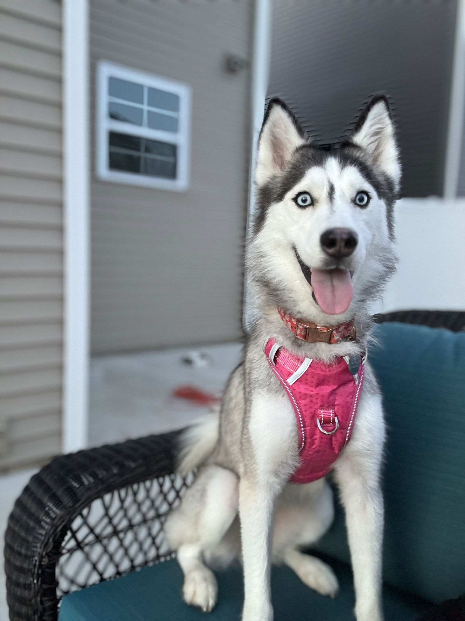 adoptable Dog in Mattoon, IL named Molly