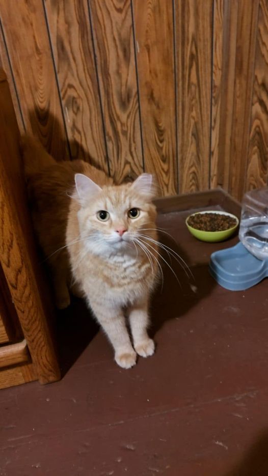 adoptable Cat in Mattoon, IL named Ginger