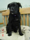 Jazzy(now Josie)