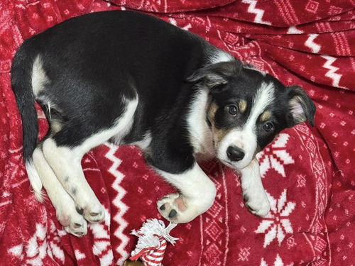 Luna- (Joyful Aussie/Borders)